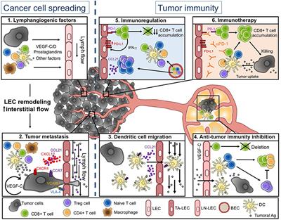 Tumor-Associated Lymphatic Vessel Features and Immunomodulatory Functions